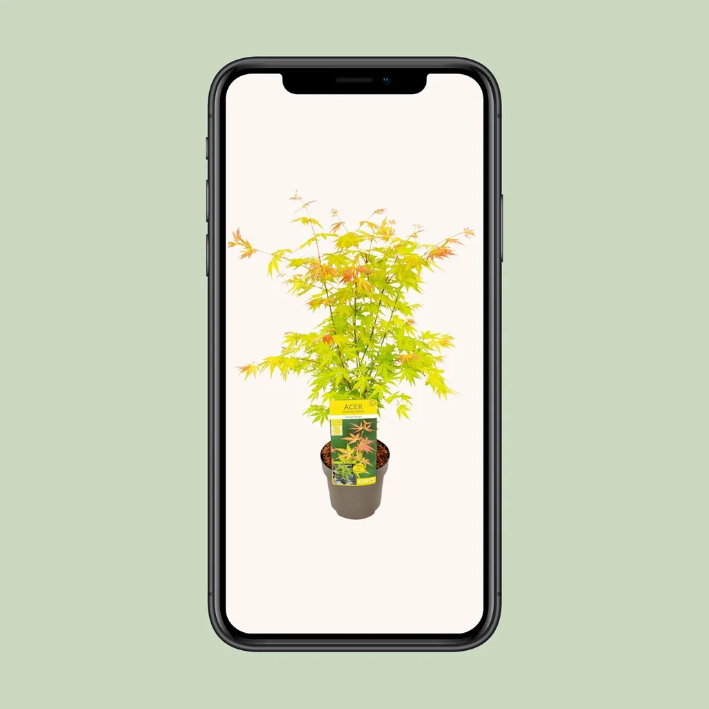 Japanischer Fächerahorn 'Orange Dream' (Acer palmatum) – winterharter Zierstrauch, Topf-Ø 19 cm, Höhe ca. 50 cm