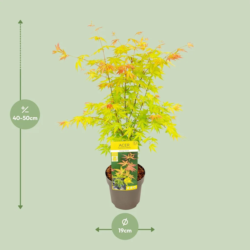 Japanischer Fächerahorn 'Orange Dream' (Acer palmatum) – winterharter Zierstrauch, Topf-Ø 19 cm, Höhe ca. 50 cm
