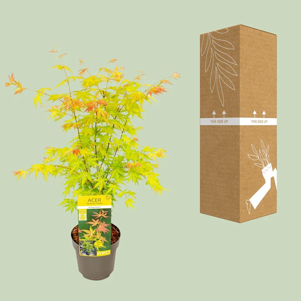 Japanischer Fächerahorn 'Orange Dream' (Acer palmatum) – winterharter Zierstrauch, Topf-Ø 19 cm, Höhe ca. 50 cm