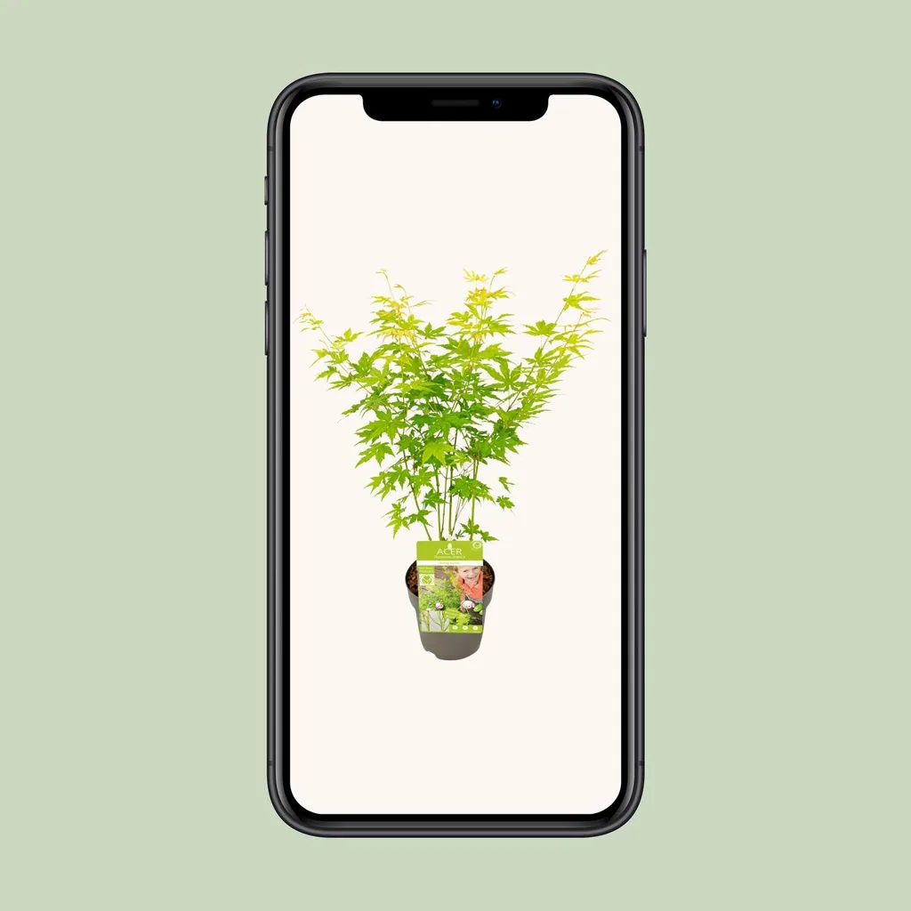 Japanischer Fächerahorn 'Going Green' (Acer palmatum) – winterharter Zierstrauch, Topf-Ø 15 cm, Höhe ca. 30 cm