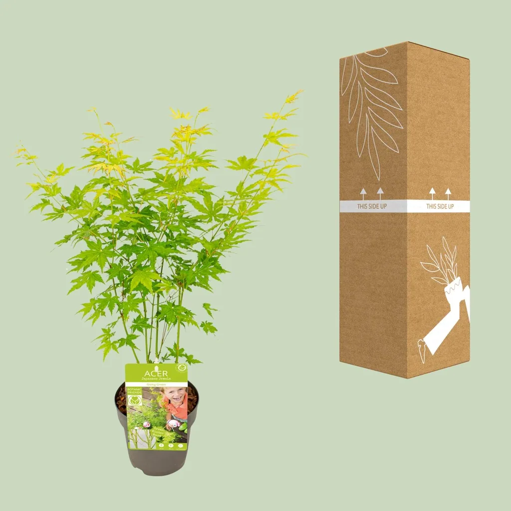 Japanischer Fächerahorn 'Going Green' (Acer palmatum) – winterharter Zierstrauch, Topf-Ø 15 cm, Höhe ca. 30 cm