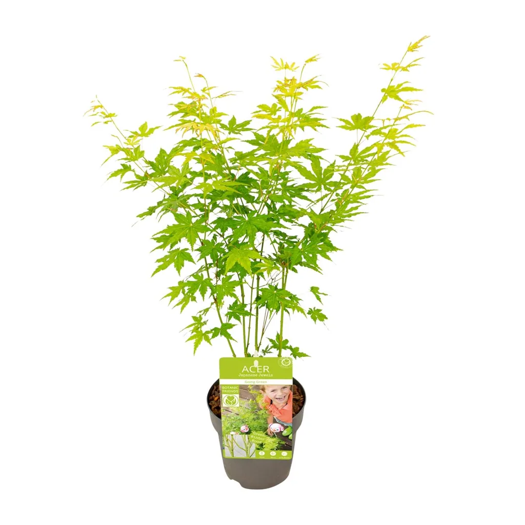 Japanischer Fächerahorn 'Going Green' (Acer palmatum) – winterharter Zierstrauch, Topf-Ø 15 cm, Höhe ca. 30 cm