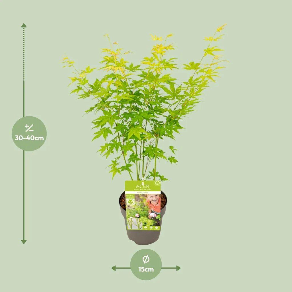 Japanischer Fächerahorn 'Going Green' (Acer palmatum) – winterharter Zierstrauch, Topf-Ø 15 cm, Höhe ca. 30 cm
