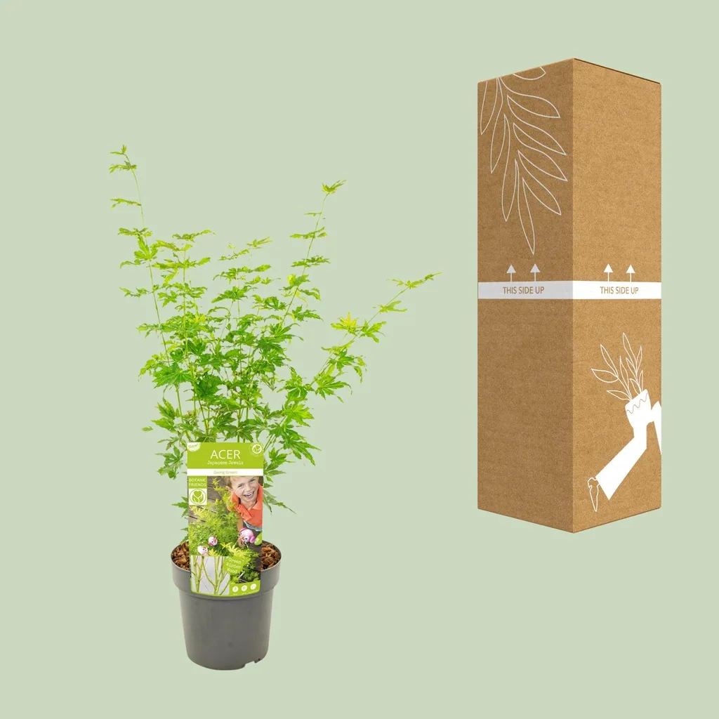 Japanischer Fächerahorn 'Going Green' (Acer palmatum) – winterharter Zierstrauch, Topf-Ø 19 cm, Höhe ca. 50 cm
