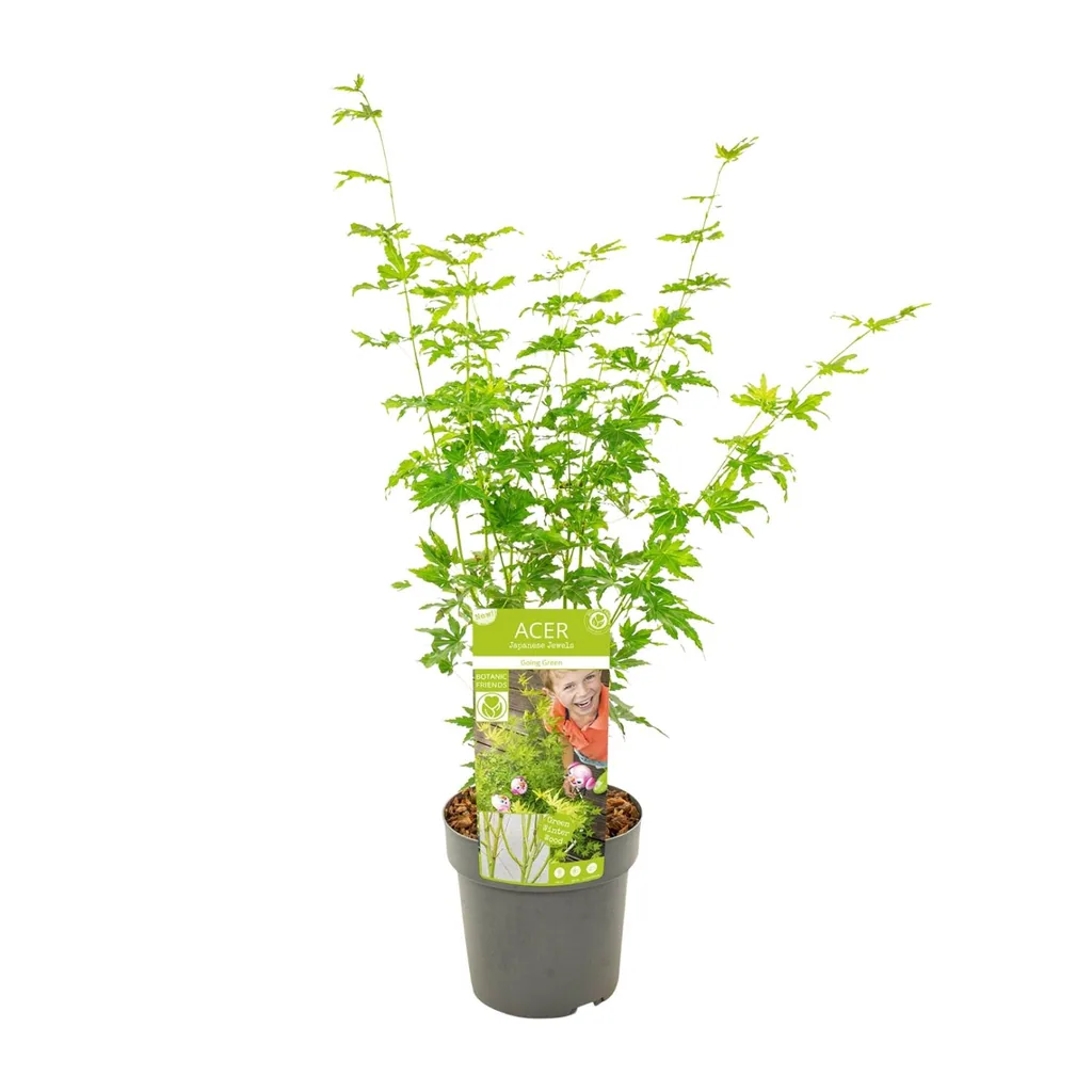 Japanischer Fächerahorn 'Going Green' (Acer palmatum) – winterharter Zierstrauch, Topf-Ø 19 cm, Höhe ca. 50 cm