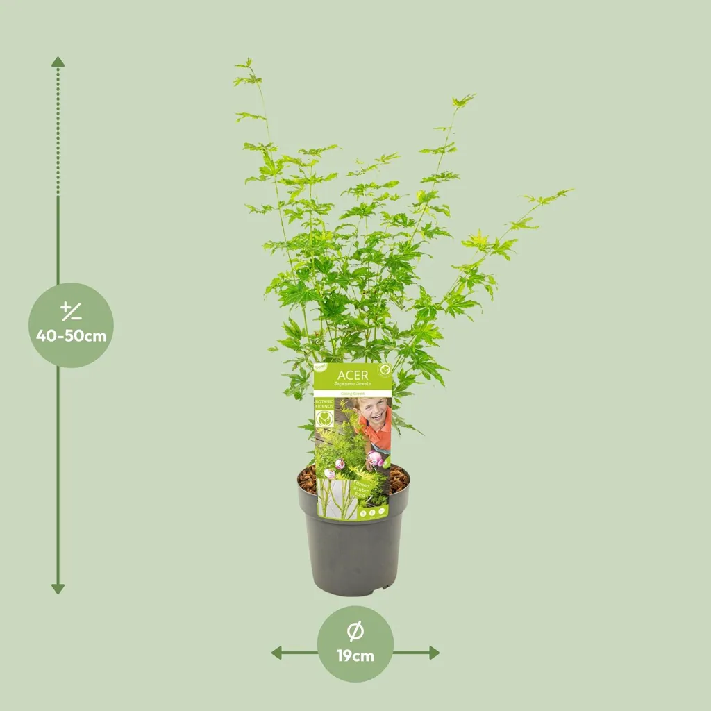 Japanischer Fächerahorn 'Going Green' (Acer palmatum) – winterharter Zierstrauch, Topf-Ø 19 cm, Höhe ca. 50 cm