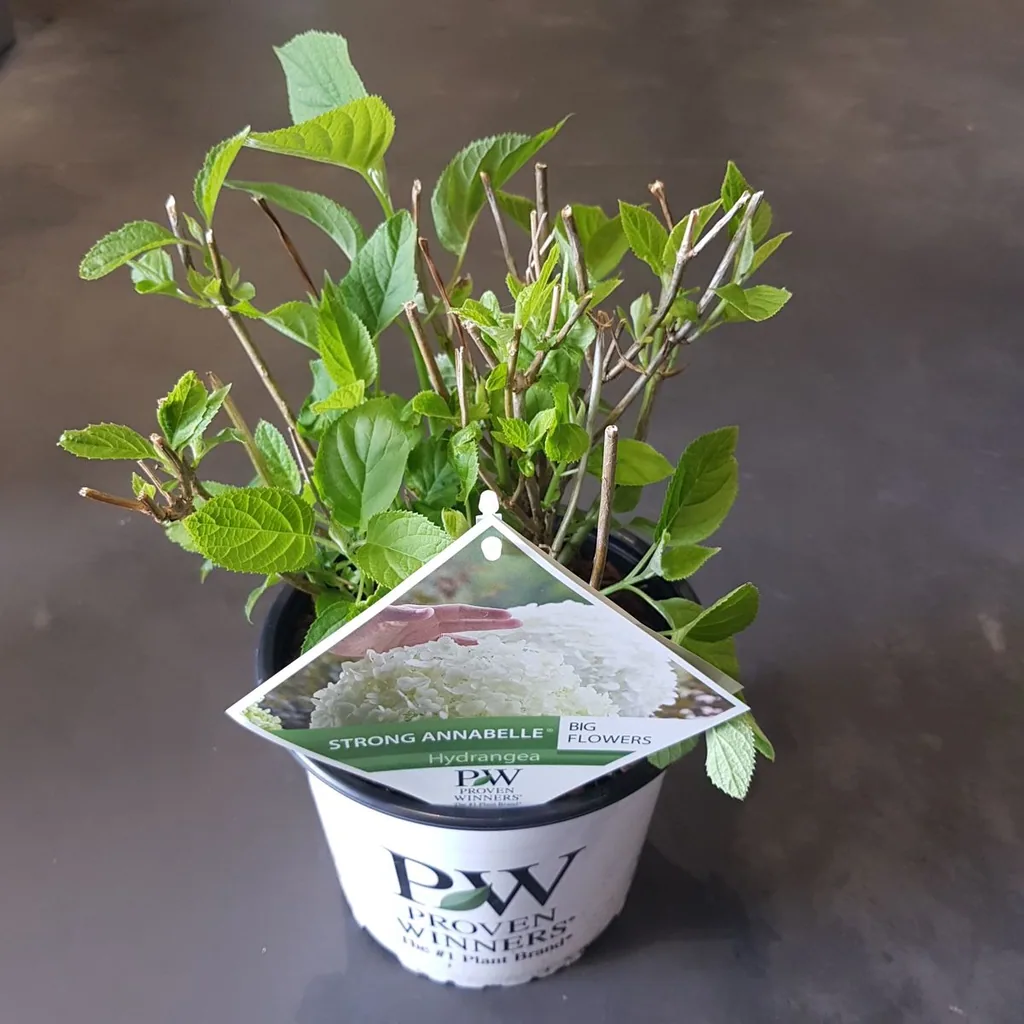 Schneeballhortensie 'Strong Annabelle' (Hydrangea arborescens) – winterharter Blütenstrauch, Topf-Ø 19 cm, Höhe ca. 30 cm