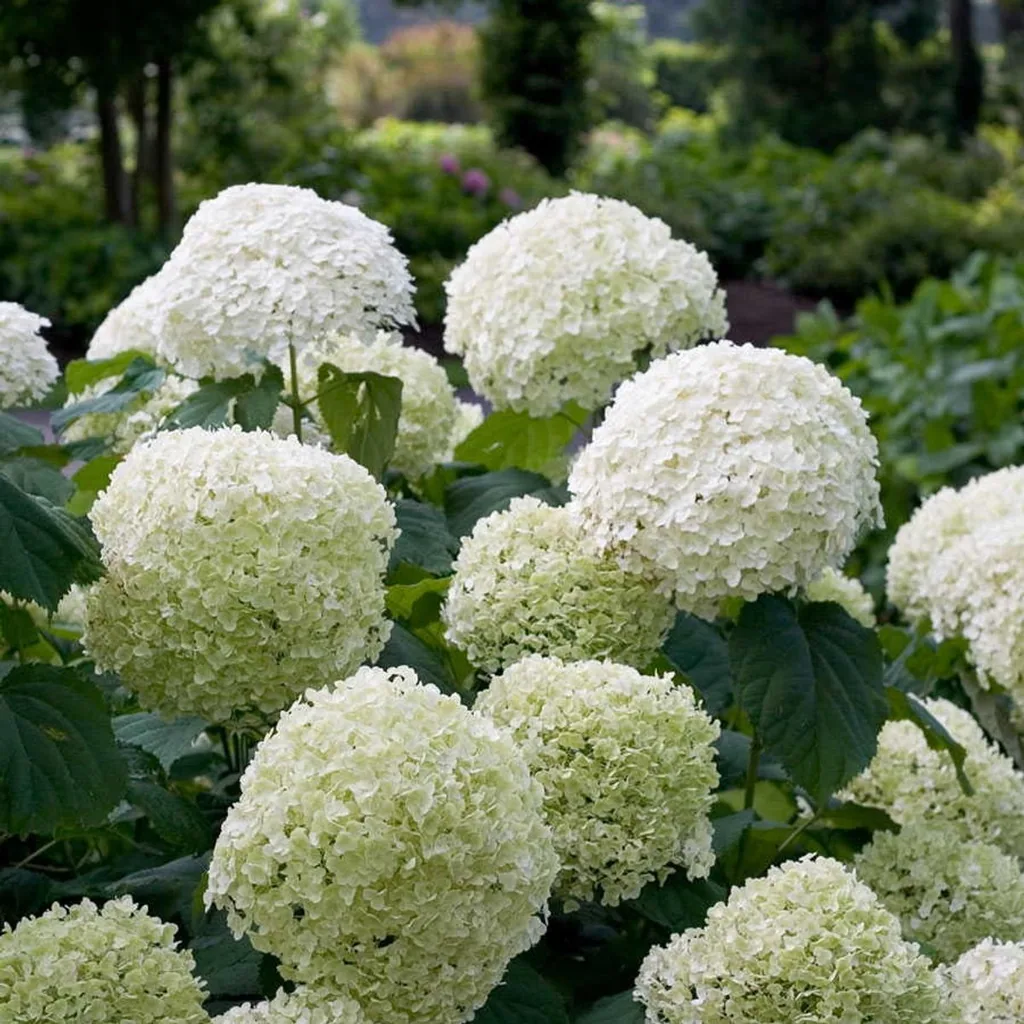 Schneeballhortensie 'Strong Annabelle' (Hydrangea arborescens) – winterharter Blütenstrauch, Topf-Ø 19 cm, Höhe ca. 30 cm