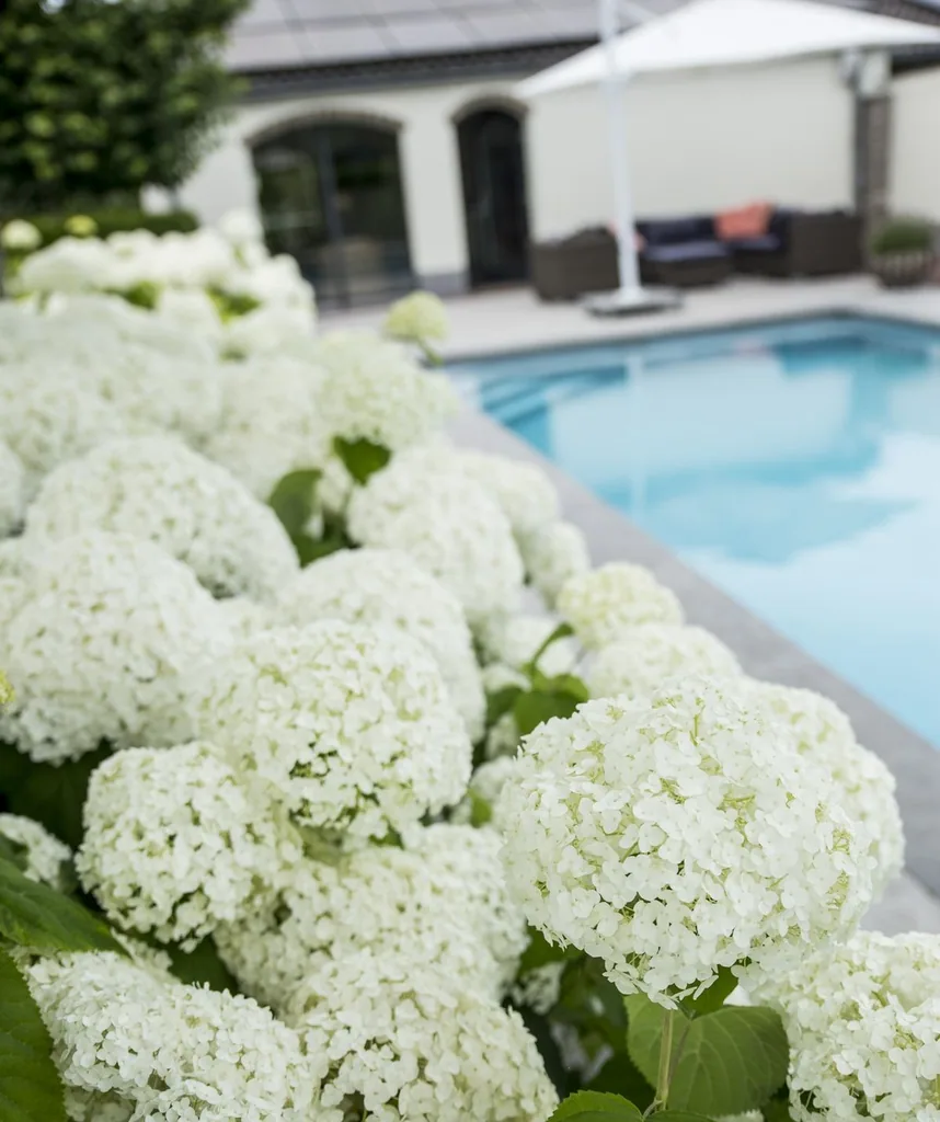Schneeballhortensie 'Strong Annabelle' (Hydrangea arborescens) – winterharter Blütenstrauch, Topf-Ø 19 cm, Höhe ca. 30 cm