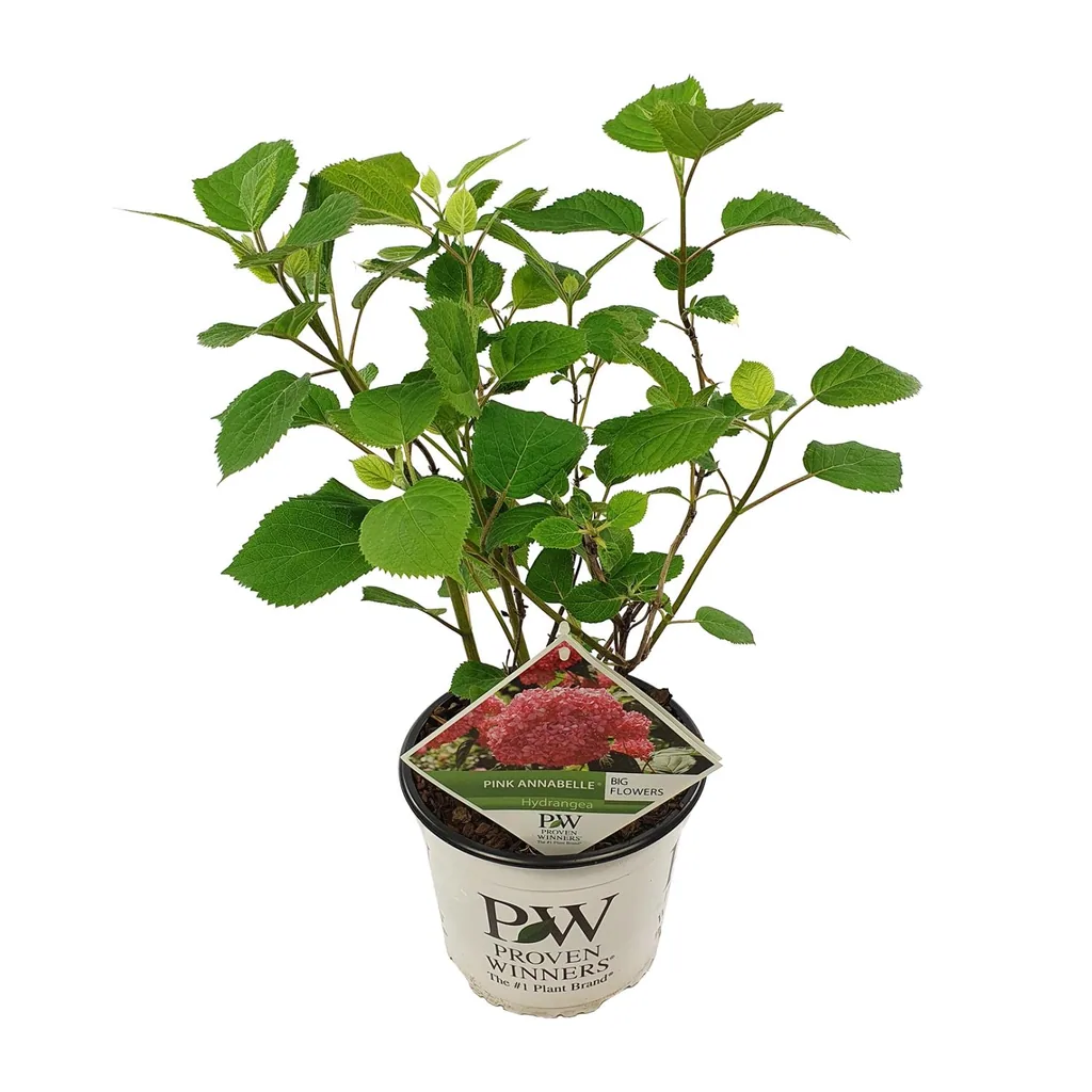 Hortensie 'Pink Annabelle' (Hydrangea) – winterharter Blütenstrauch, Topf-Ø 19 cm, Höhe ca. 30 cm