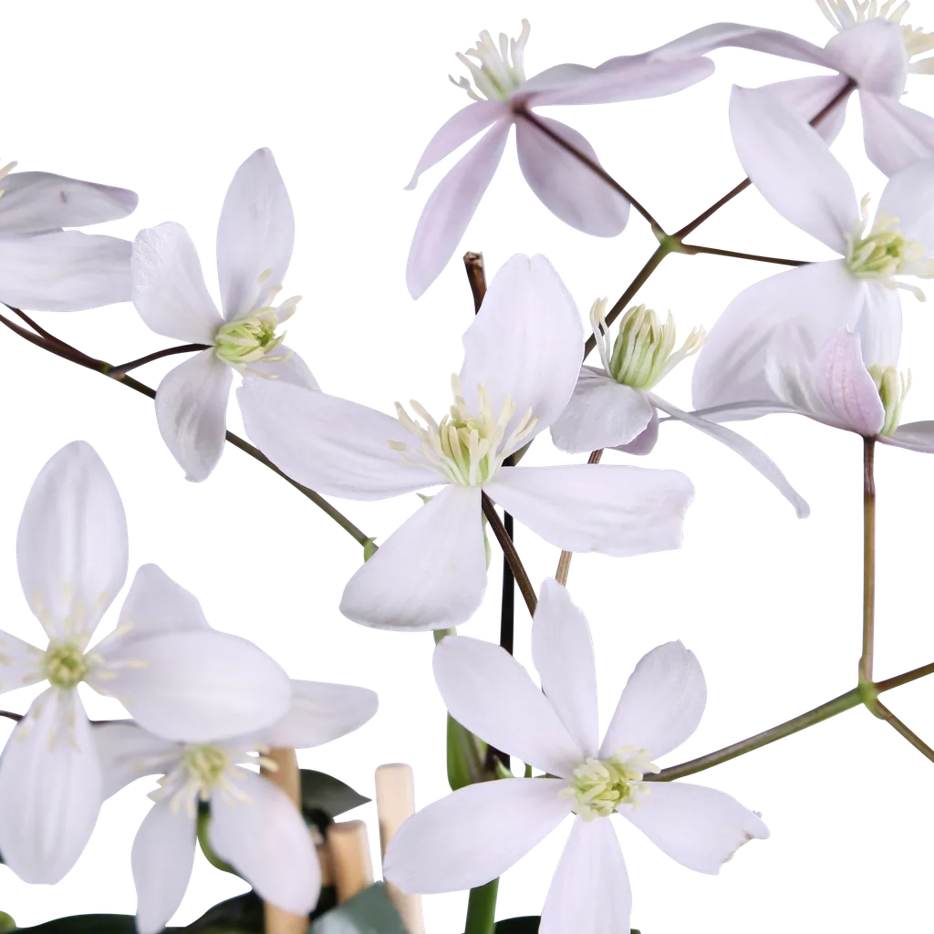 Immergrüne Waldrebe 'Apple Blossom' (Clematis armandii) – winterharte Kletterpflanze, Topf-Ø 15 cm, Höhe ca. 65 cm