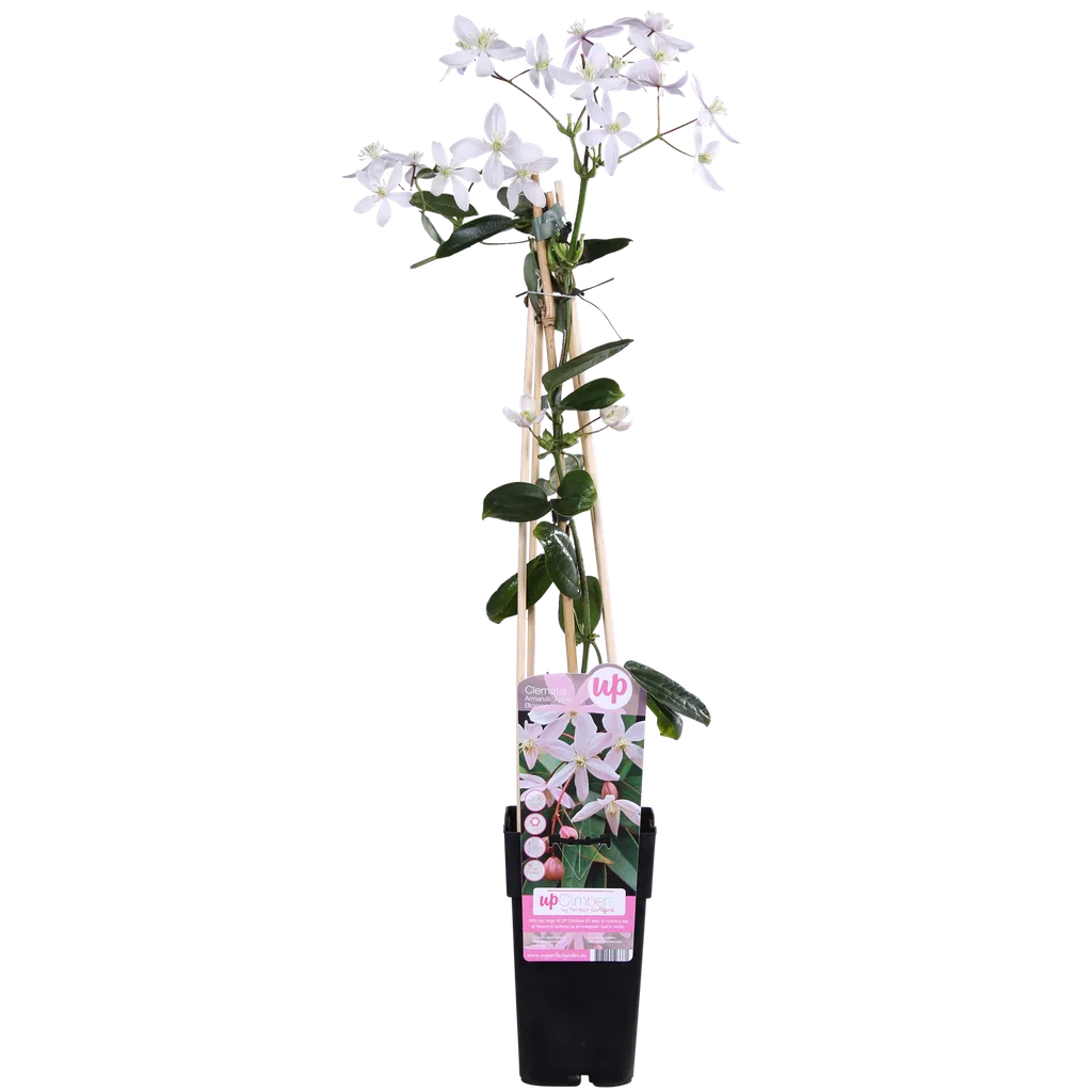 Immergrüne Waldrebe 'Apple Blossom' (Clematis armandii) – winterharte Kletterpflanze, Topf-Ø 15 cm, Höhe ca. 65 cm
