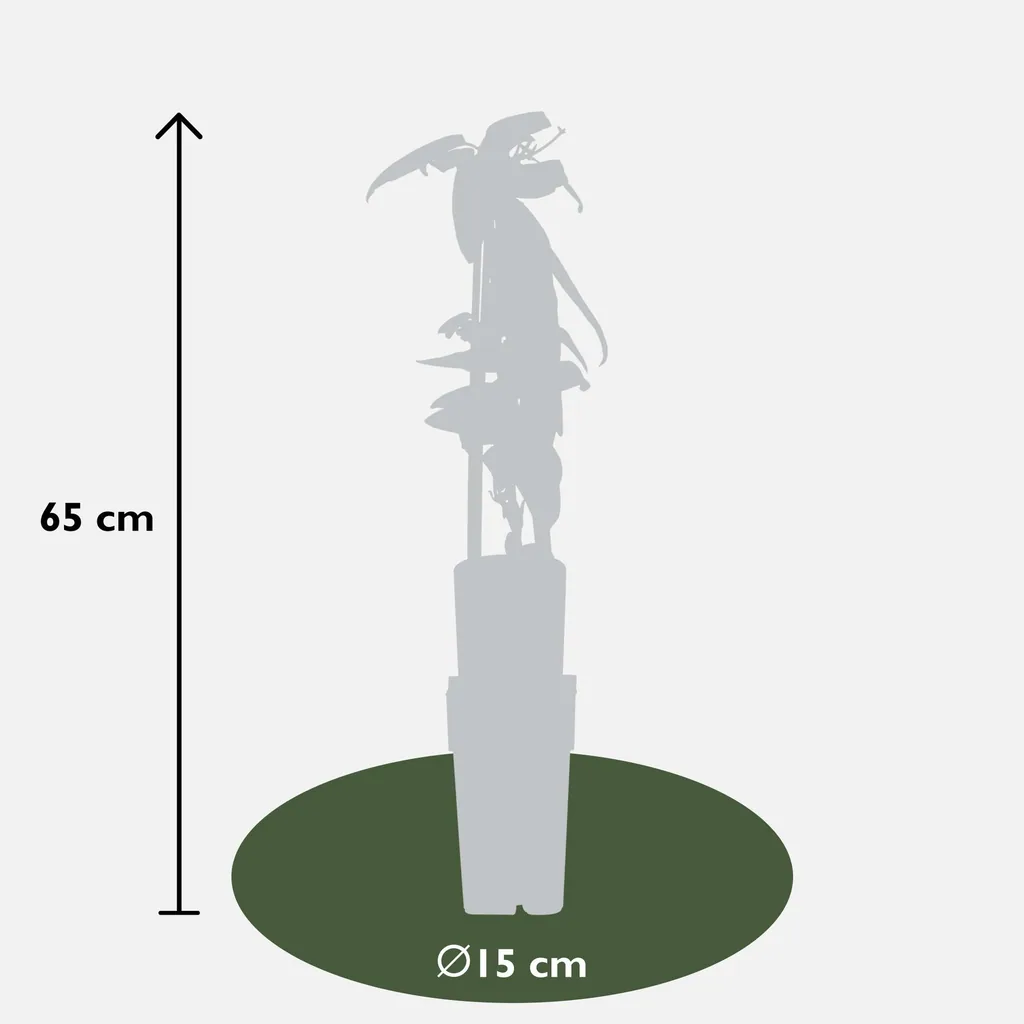 Immergrüne Waldrebe (Clematis armandii) – winterharte Kletterpflanze, Topf-Ø 15 cm, Höhe ca. 65 cm