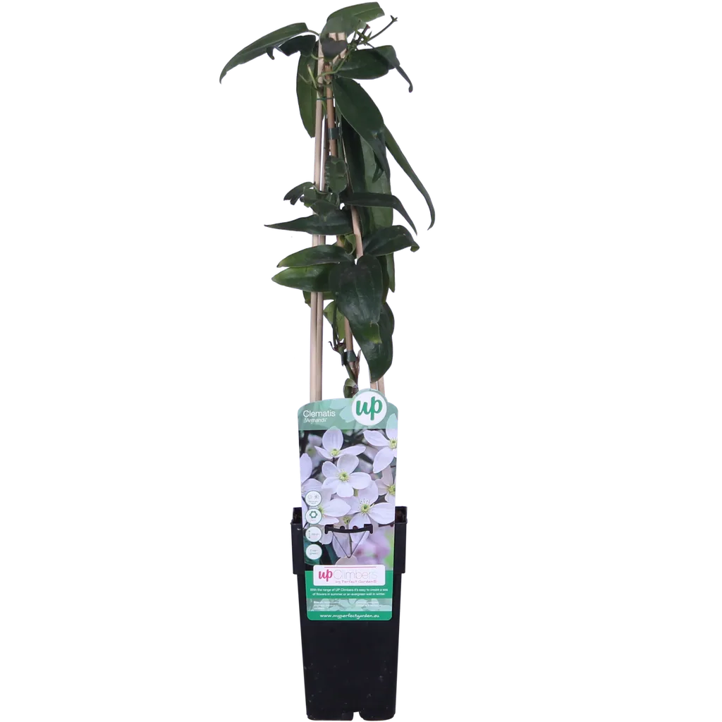 Immergrüne Waldrebe (Clematis armandii) – winterharte Kletterpflanze, Topf-Ø 15 cm, Höhe ca. 65 cm