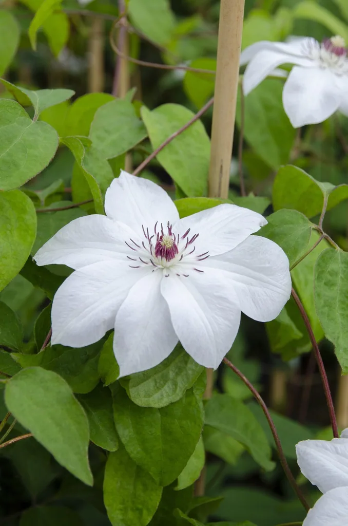 Waldrebe 'Miss Bateman' (Clematis) – winterharte Kletterpflanze, Topf-Ø 15 cm, Höhe ca. 65 cm