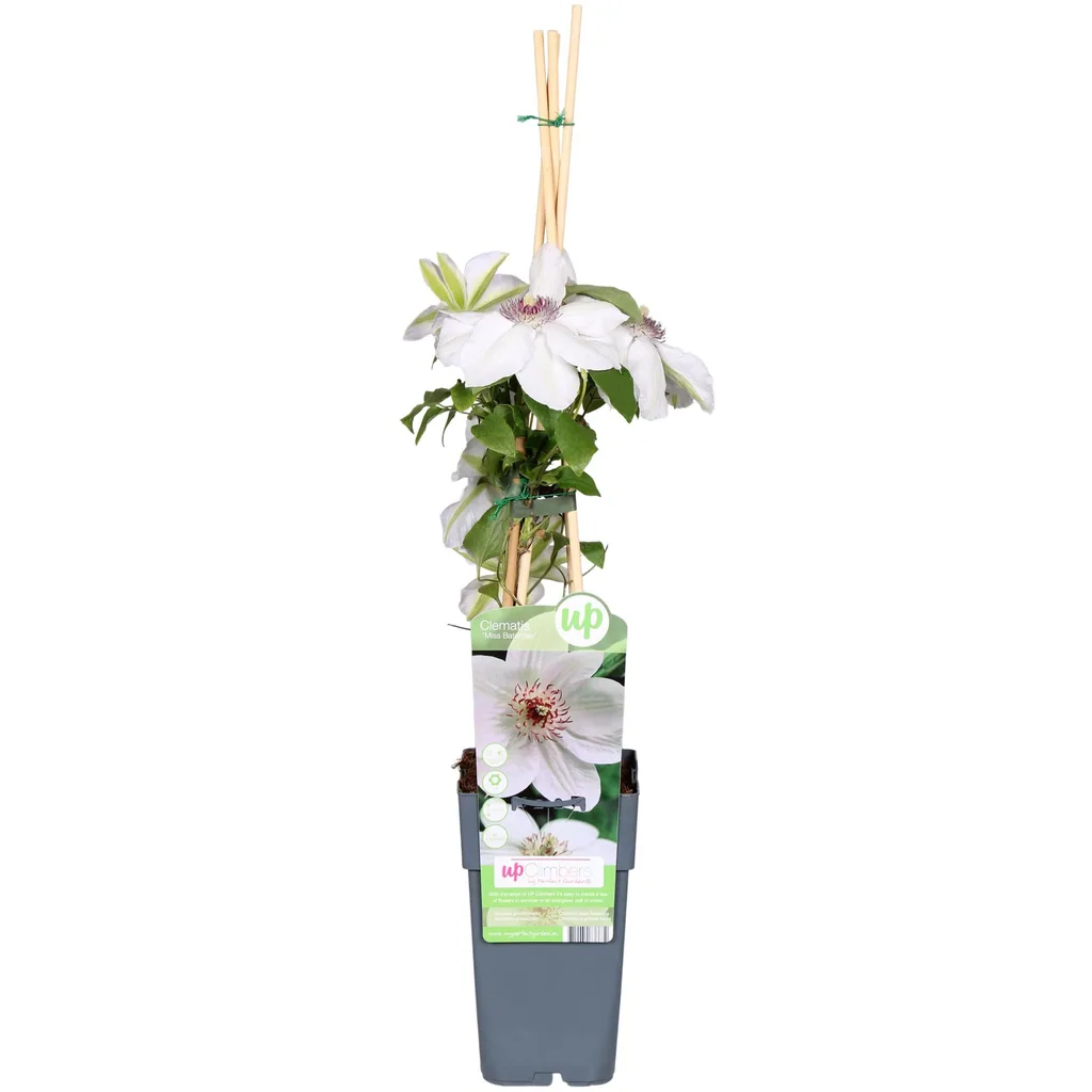 Waldrebe 'Miss Bateman' (Clematis) – winterharte Kletterpflanze, Topf-Ø 15 cm, Höhe ca. 65 cm