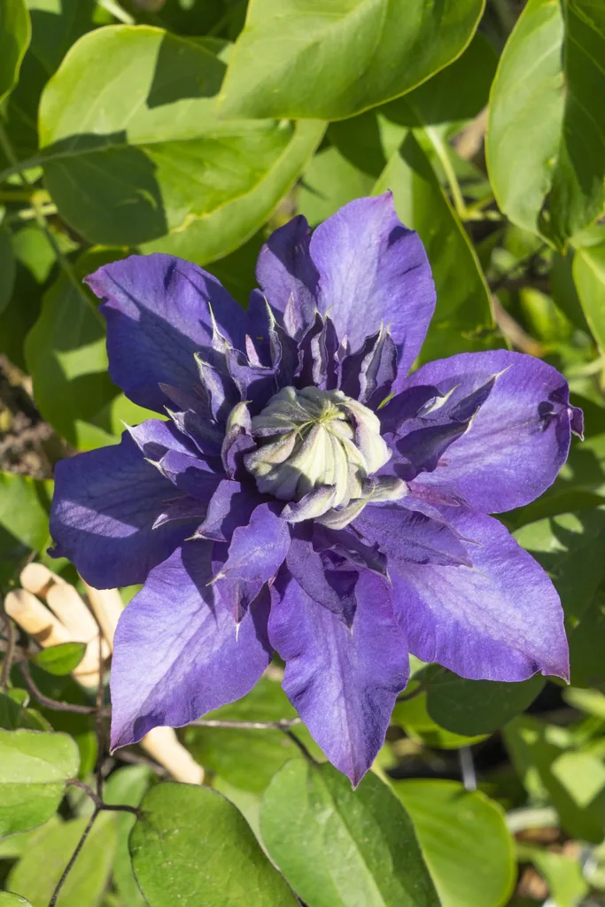 Waldrebe blau (Clematis) – winterharte Kletterpflanze, Topf-Ø 15 cm, Höhe ca. 65 cm