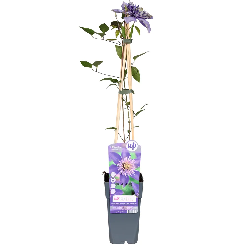 Waldrebe blau (Clematis) – winterharte Kletterpflanze, Topf-Ø 15 cm, Höhe ca. 65 cm