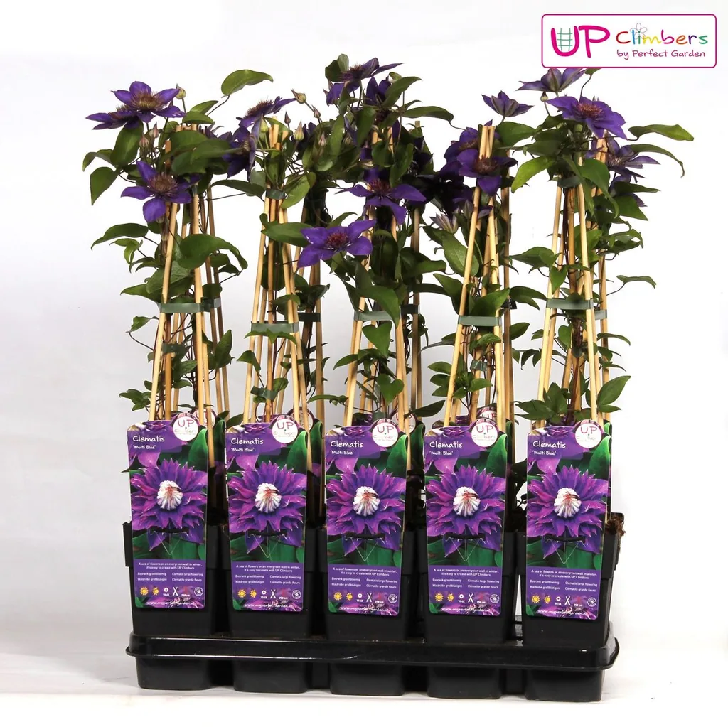 Waldrebe blau (Clematis) – winterharte Kletterpflanze, Topf-Ø 15 cm, Höhe ca. 65 cm