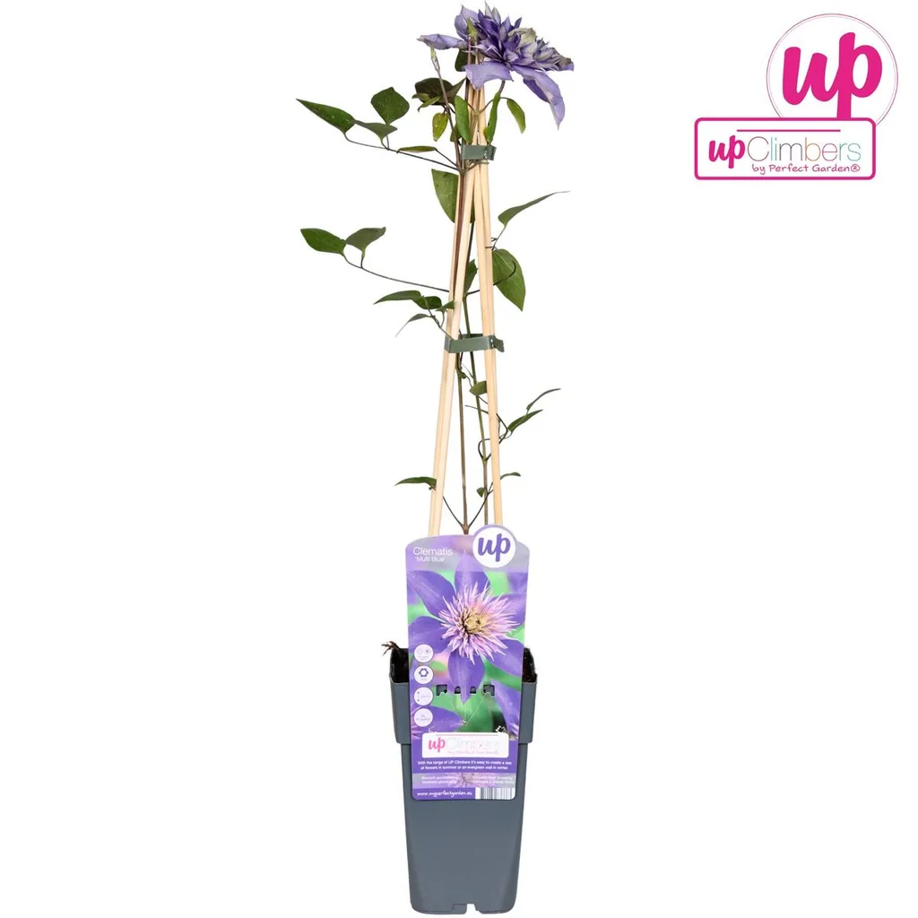 Waldrebe blau (Clematis) – winterharte Kletterpflanze, Topf-Ø 15 cm, Höhe ca. 65 cm