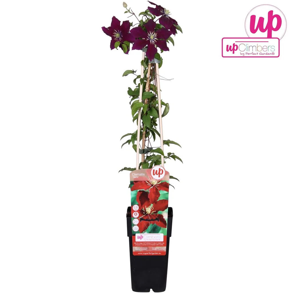 Waldrebe 'Niobe' (Clematis) – winterharte Kletterpflanze, Topf-Ø 15 cm, Höhe ca. 65 cm