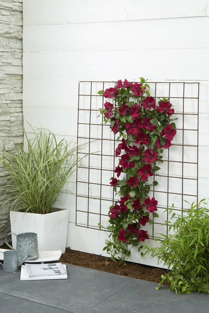 Waldrebe 'Nubia' (Clematis) – winterharte Kletterpflanze, Topf-Ø 15 cm, Höhe ca. 65 cm