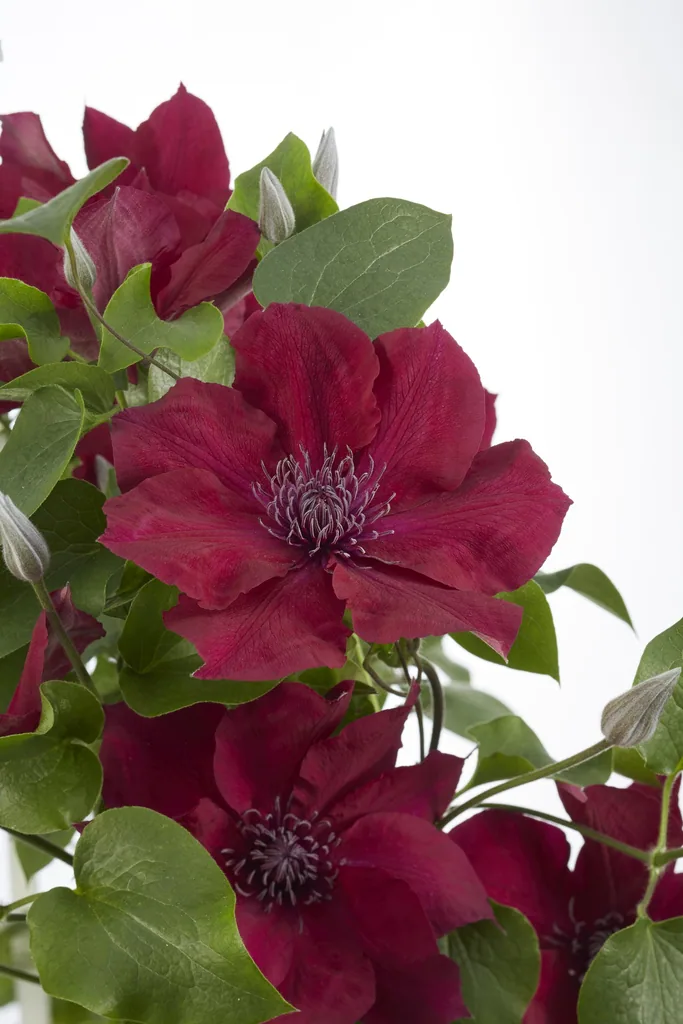 Waldrebe 'Nubia' (Clematis) – winterharte Kletterpflanze, Topf-Ø 15 cm, Höhe ca. 65 cm