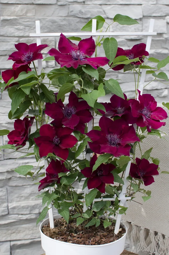 Waldrebe 'Nubia' (Clematis) – winterharte Kletterpflanze, Topf-Ø 15 cm, Höhe ca. 65 cm