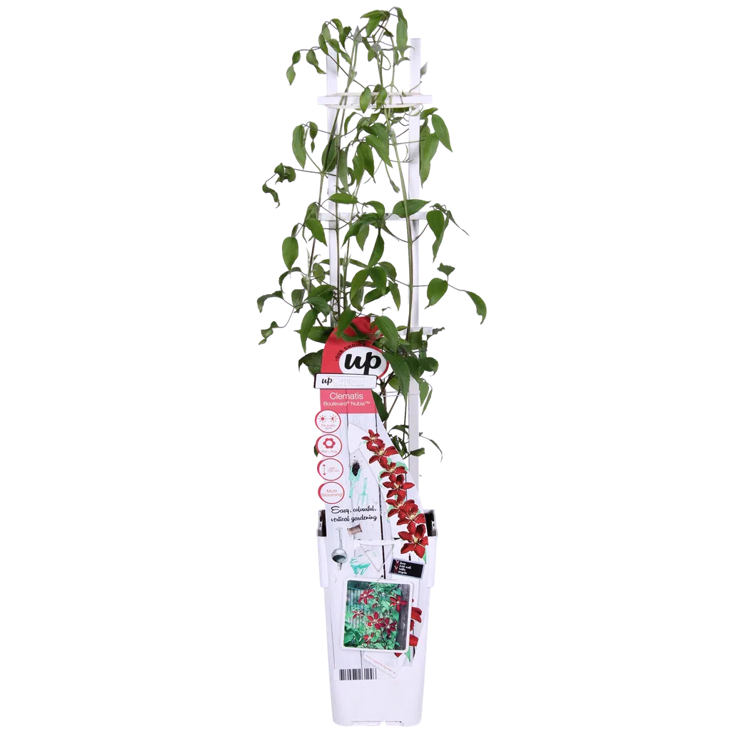 Waldrebe 'Nubia' (Clematis) – winterharte Kletterpflanze, Topf-Ø 15 cm, Höhe ca. 65 cm