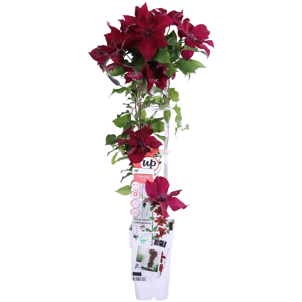 Waldrebe 'Nubia' (Clematis) – winterharte Kletterpflanze, Topf-Ø 15 cm, Höhe ca. 65 cm