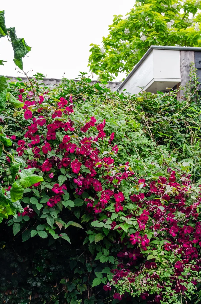 Waldrebe 'Hagley Hybrid' (Clematis) – winterharte Kletterpflanze, Topf-Ø 15 cm, Höhe ca. 65 cm