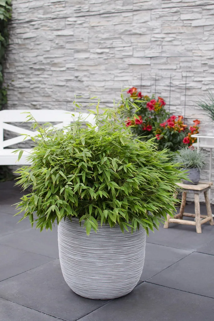 Gartenbambus 'Moontears' (Fargesia) – winterhartes Ziergras, Topf-Ø 29 cm, Höhe ca. 70 cm