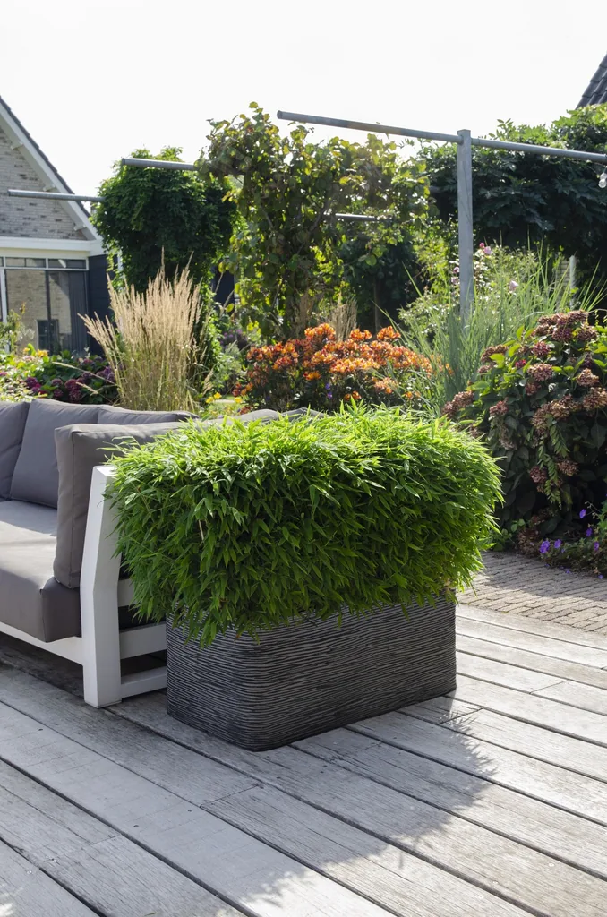 Gartenbambus 'Moontears' (Fargesia) – winterhartes Ziergras, Topf-Ø 29 cm, Höhe ca. 70 cm