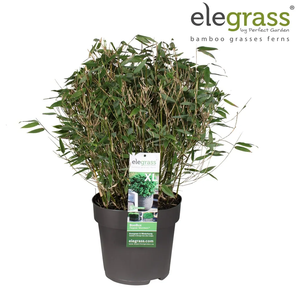 Gartenbambus 'Moontears' (Fargesia) – winterhartes Ziergras, Topf-Ø 29 cm, Höhe ca. 70 cm