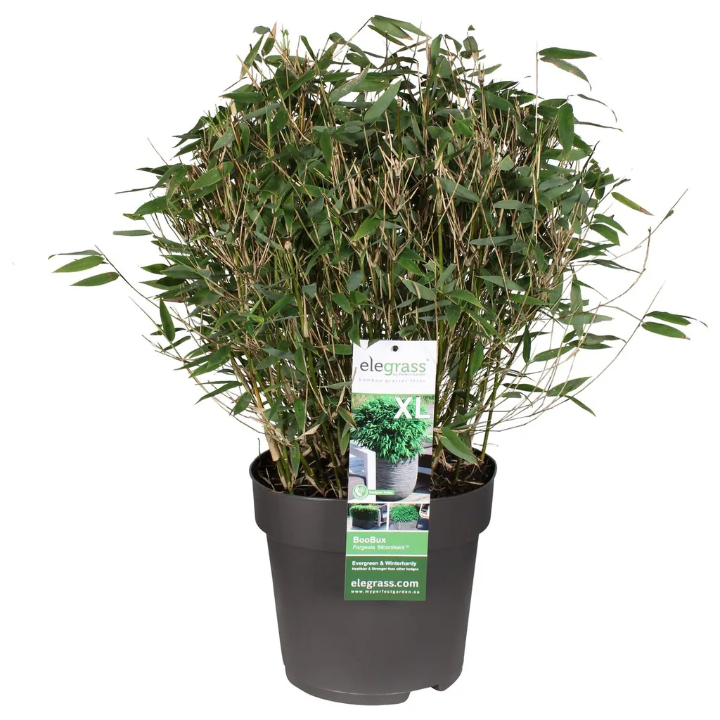 Gartenbambus 'Moontears' (Fargesia) – winterhartes Ziergras, Topf-Ø 29 cm, Höhe ca. 70 cm