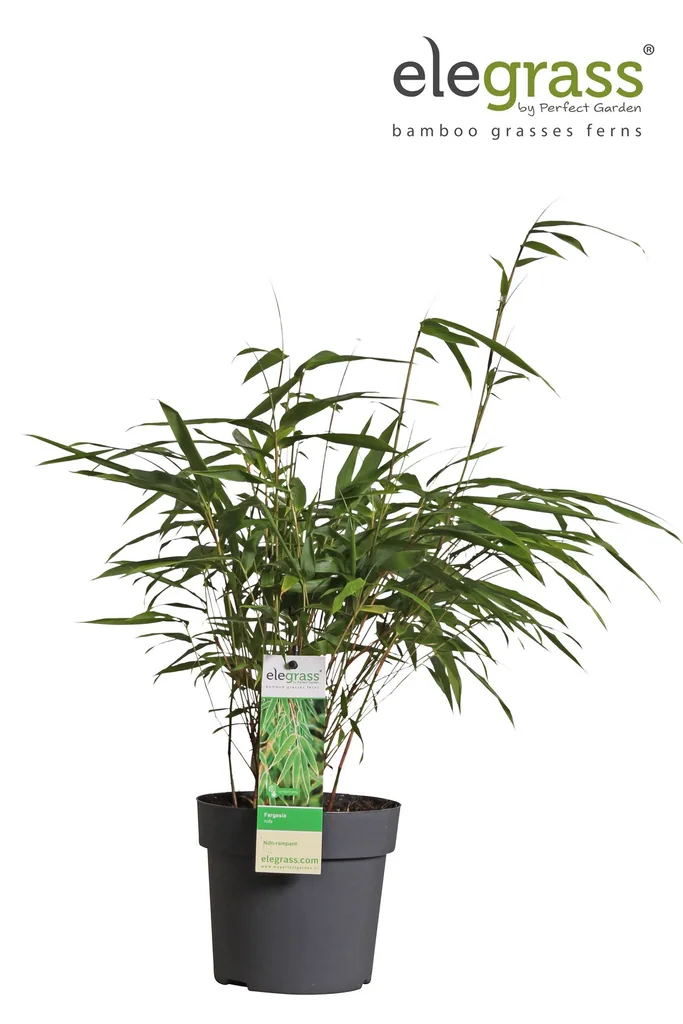 Roter Bambus (Fargesia rufa) – winterharter Gartenbambus, Topf-Ø 14 cm, Höhe ca. 40 cm