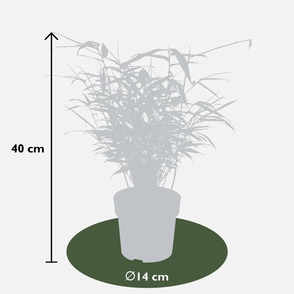 Roter Bambus (Fargesia rufa) – winterharter Gartenbambus, Topf-Ø 14 cm, Höhe ca. 40 cm