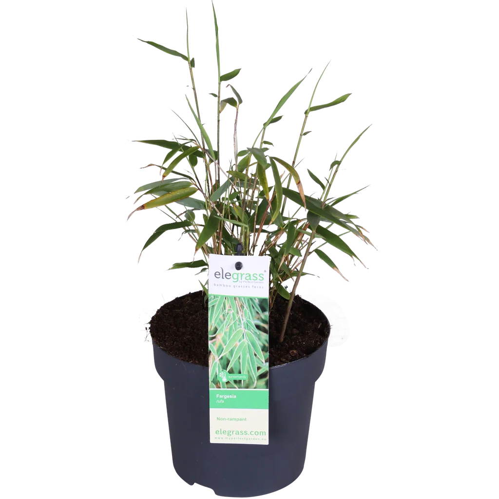 Roter Bambus (Fargesia rufa) – winterharter Gartenbambus, Topf-Ø 14 cm, Höhe ca. 40 cm