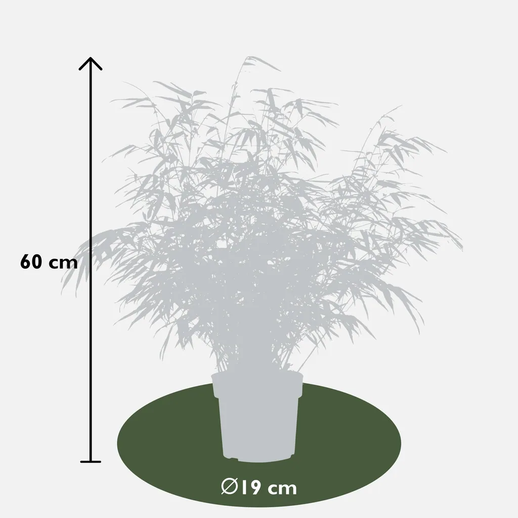 Roter Bambus (Fargesia rufa) – winterharter Gartenbambus, Topf-Ø 19 cm, Höhe ca. 50–60 cm