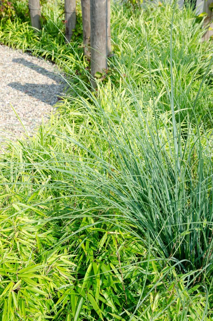 Roter Bambus (Fargesia rufa) – winterharter Gartenbambus, Topf-Ø 19 cm, Höhe ca. 50–60 cm