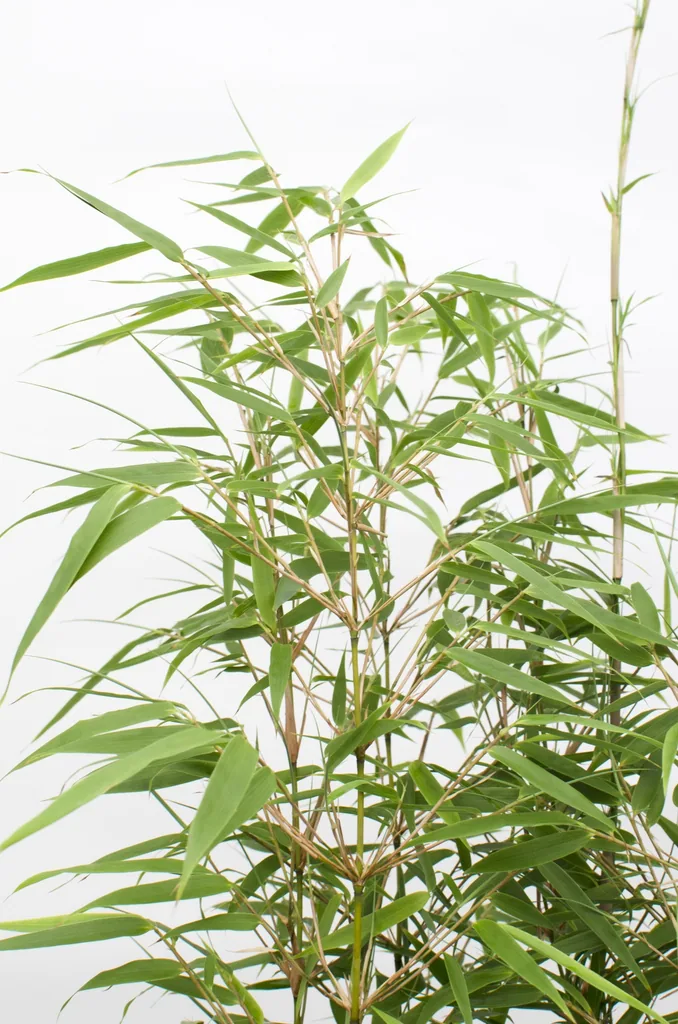 Roter Bambus (Fargesia rufa) – winterharter Gartenbambus, Topf-Ø 19 cm, Höhe ca. 50–60 cm