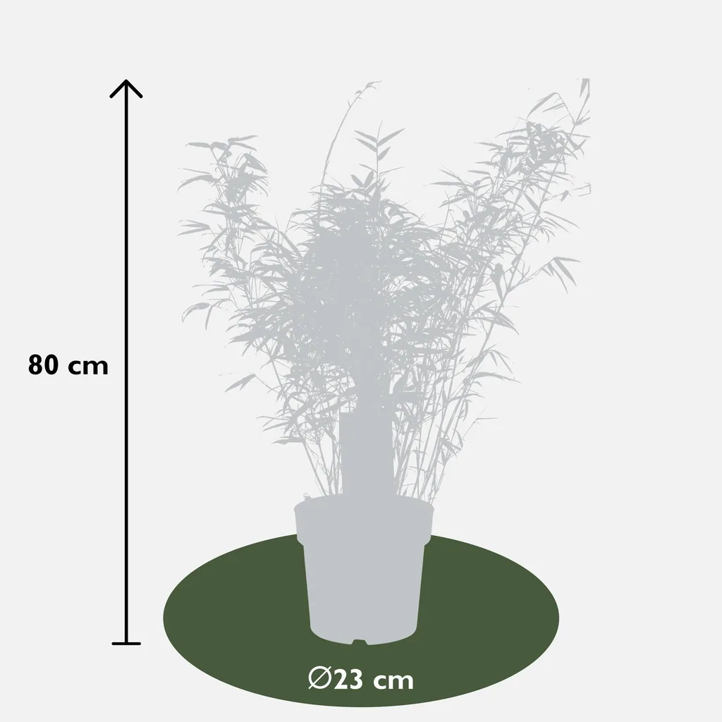 Roter Bambus (Fargesia rufa) – winterharter Gartenbambus, Topf-Ø 23 cm, Höhe ca. 80 cm