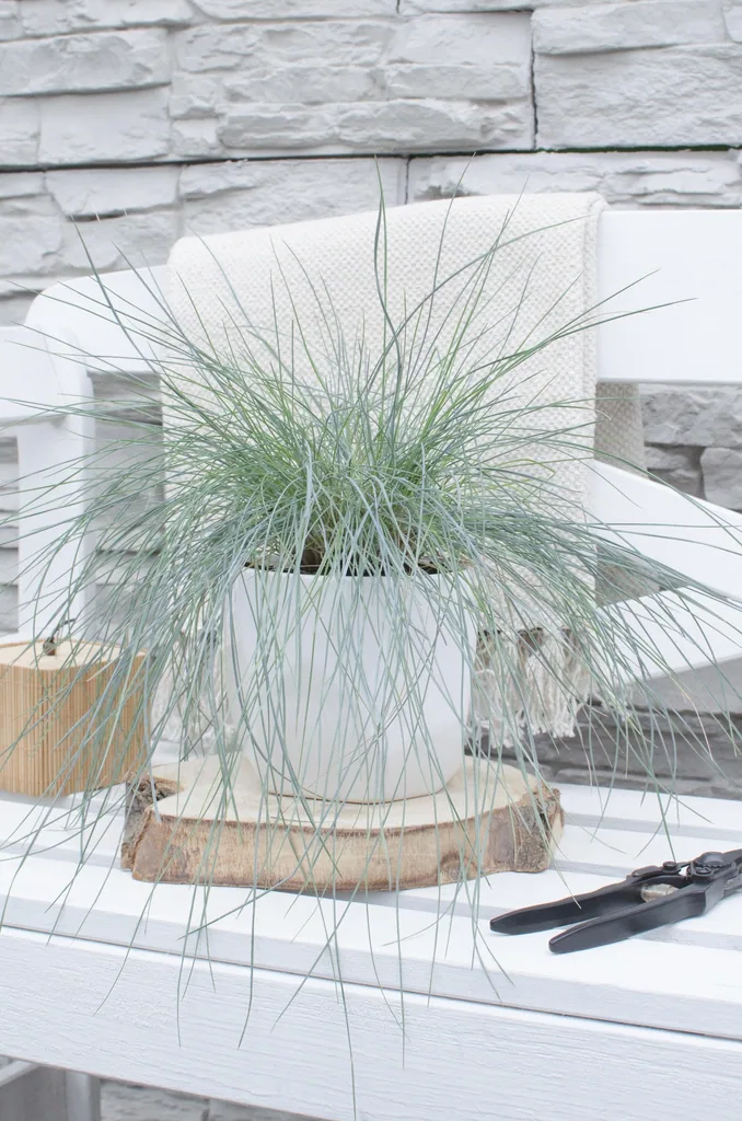 Blauschwingel 'Azura Blue' (Festuca glauca) – winterhartes Ziergras, Topf-Ø 14 cm, Höhe ca. 30 cm