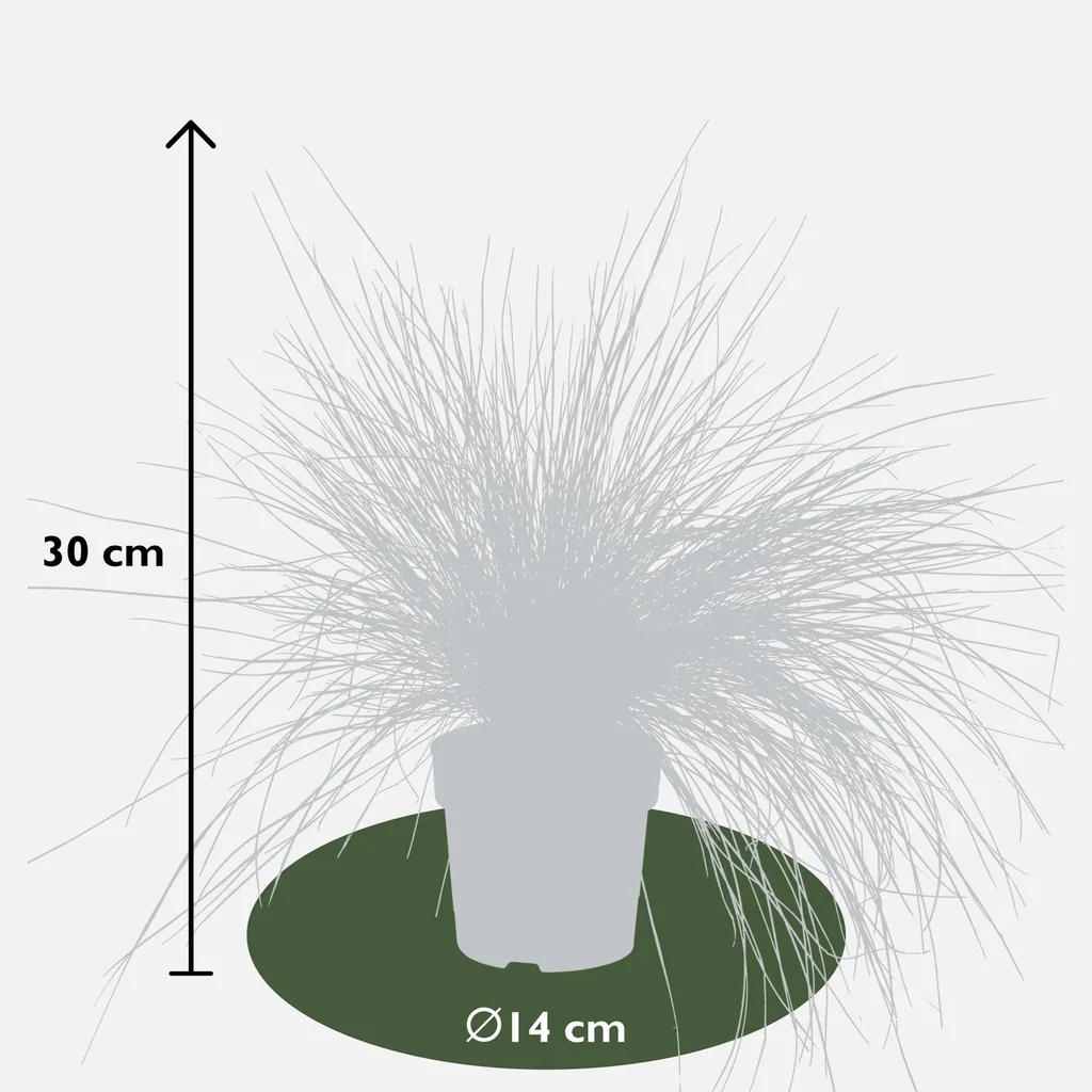 Blauschwingel 'Azura Blue' (Festuca glauca) – winterhartes Ziergras, Topf-Ø 14 cm, Höhe ca. 30 cm