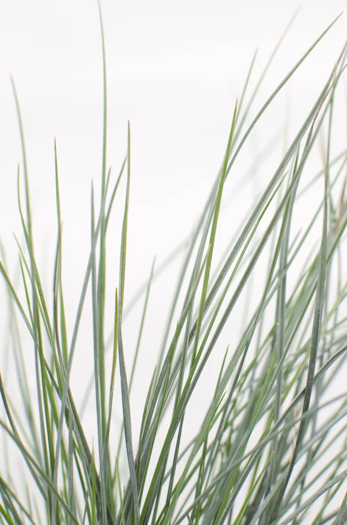 Blauschwingel 'Azura Blue' (Festuca glauca) – winterhartes Ziergras, Topf-Ø 14 cm, Höhe ca. 30 cm