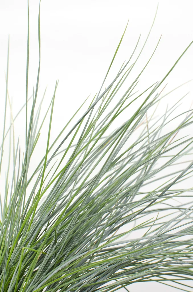 Blauschwingel 'Azura Blue' (Festuca glauca) – winterhartes Ziergras, Topf-Ø 14 cm, Höhe ca. 30 cm