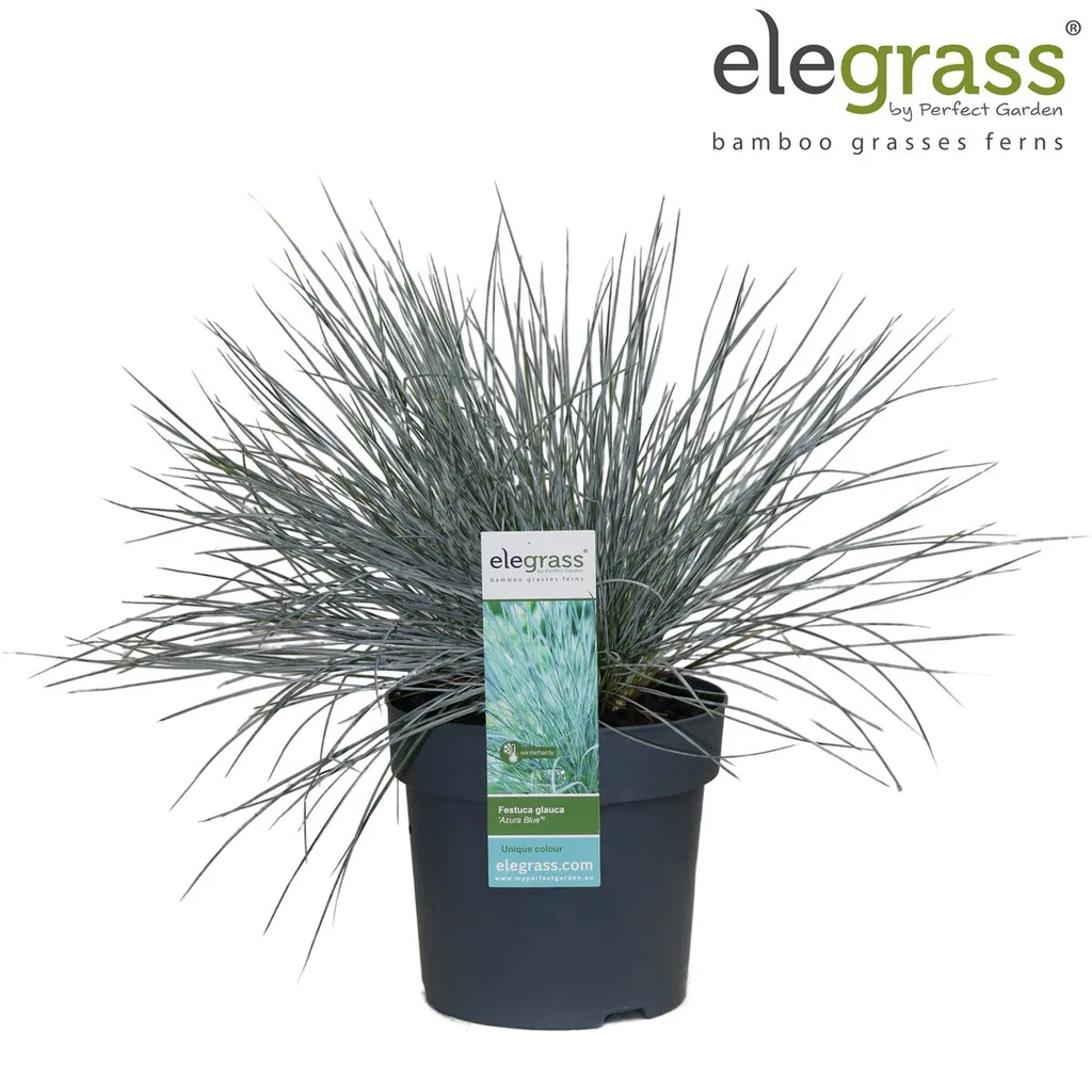 Blauschwingel 'Azura Blue' (Festuca glauca) – winterhartes Ziergras, Topf-Ø 14 cm, Höhe ca. 30 cm