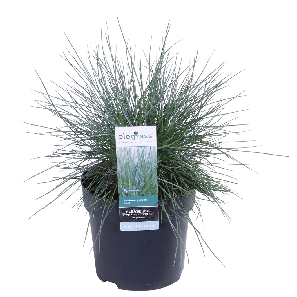 Blauschwingel 'Azura Blue' (Festuca glauca) – winterhartes Ziergras, Topf-Ø 14 cm, Höhe ca. 30 cm