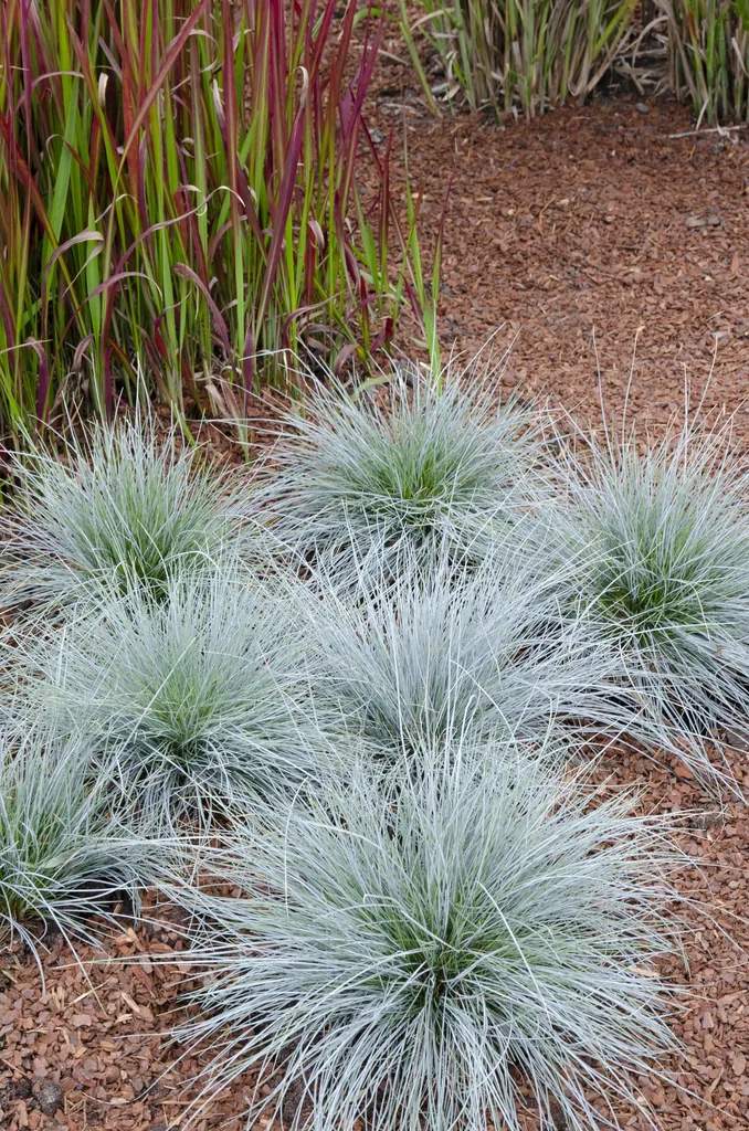 Blauschwingel 'Azura Blue' (Festuca glauca) – winterhartes Ziergras, Topf-Ø 14 cm, Höhe ca. 30 cm
