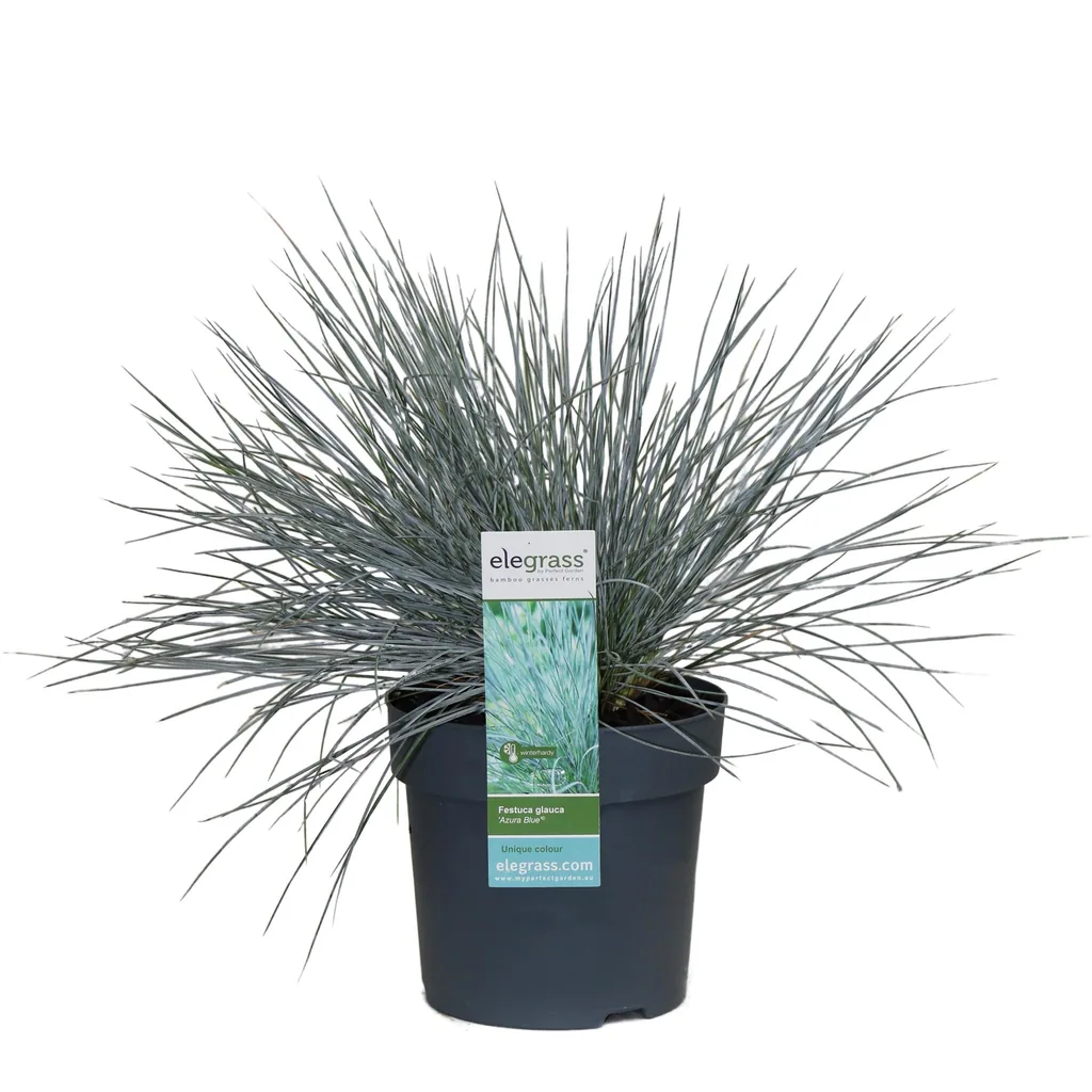 Blauschwingel 'Azura Blue' (Festuca glauca) – winterhartes Ziergras, Topf-Ø 14 cm, Höhe ca. 30 cm